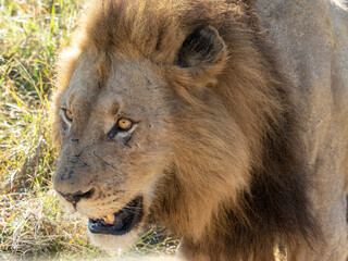 Close-up of Lion's Head