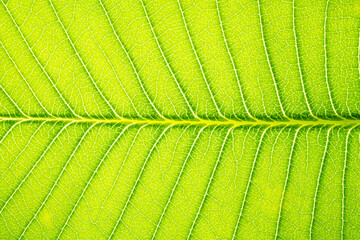fresh Plumeria rubra Linn leaf close up
