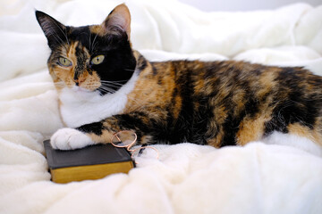 close-up of beautiful brown tricolor adult smart cat proudly lies on white soft plush blanket, paw...