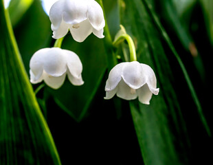 blooming lilies of the valley in the garden - obrazy, fototapety, plakaty