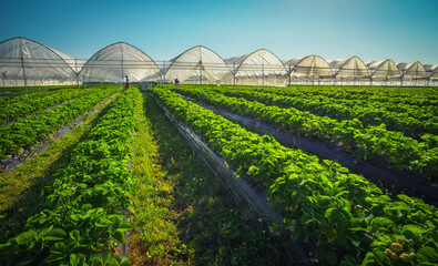 Hothouse used for growing strawberries in Karelia. Greenhouses for young strawberry plants on the...
