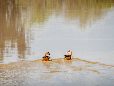 Egyptian Goose Couple Swimming 