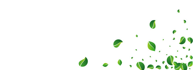 Lime Leaf Herbal Vector Panoramic White