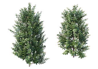 Fototapeta premium A flowering tree with a white background.