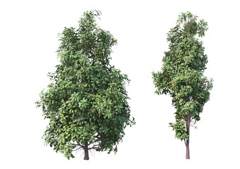 Obraz premium A flowering tree with a white background.