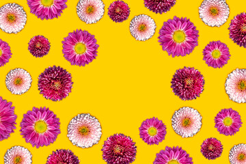 Beautiful romantic flat lay flowers. Chrysanthemums on a yellow background with copy space. Creative spring bloom or floral concept for seasonal or holiday illustration