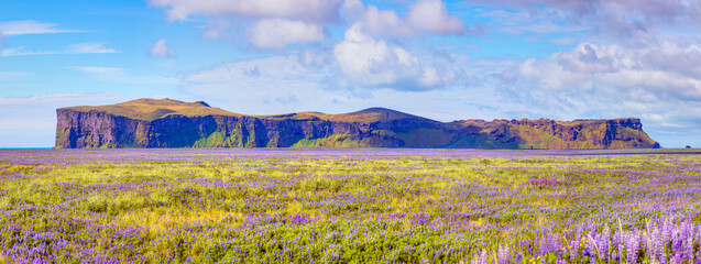 Iceland Blooming Icelandic Purple Lupin Flower Field Sunset Mountain Panorama