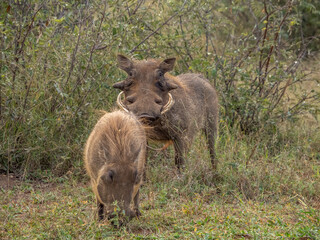 Warthogs