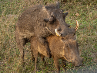 Warthog Mating