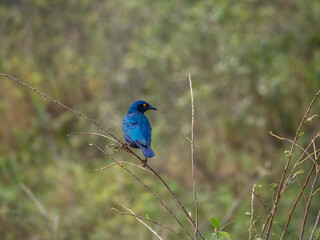 Cape Starling looking Right