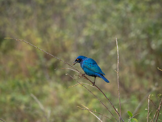 Cape Starling Perched on Bare Branch