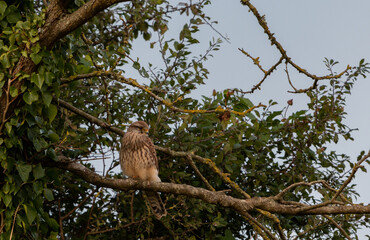 common kestrel on a branch
