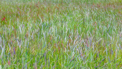 Icelandic meadow tall grass in summer - İceland