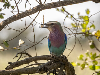 Lilac-breasted Roller profile with bug in mouth