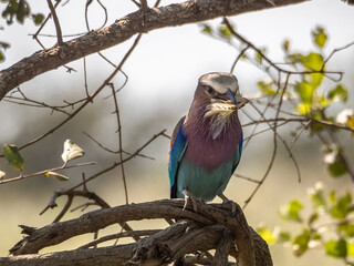 Lilac-breasted Roller with Catipeller