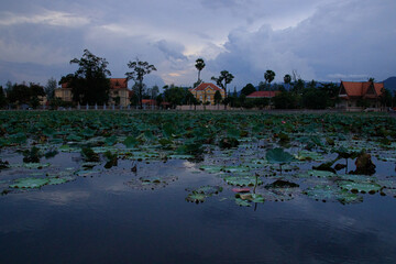 Lotus pond in a park in the heritage town of Kampot in Cambodia