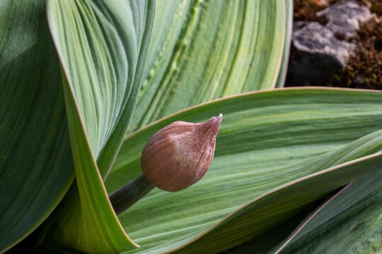 Closeup of Veratrum bud surrounded by green leaves.