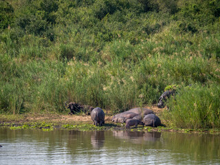 Hippos and Buffalo lounging by the Water