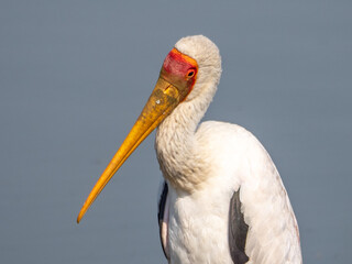 Yellow-billed Stork Portrait