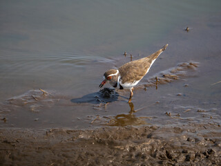 Three-banded Plover on Safari