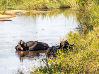 Buffalo Resting in the River