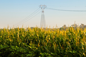 high voltage electricity tower in a corn field