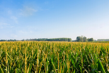 corn field in the Italian countryside