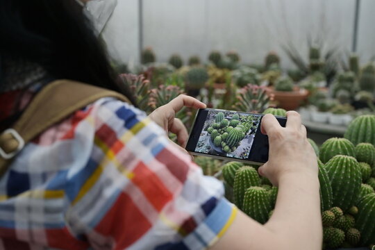 Woman in brightly colored plaid shirt uses cell phone to  taking photos  small stem cactus planted in a plastic pot. Customer take photo Echinocactus grusonii placed in a square black plastic basket.
