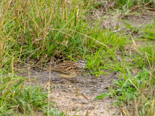 Sabota Lark Foraging in the Grass