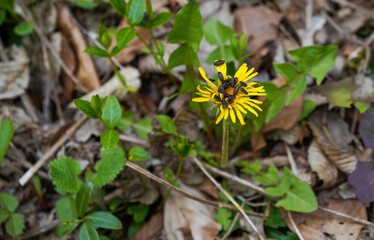 Insects fertilizing the plants on the flower meadow in summer