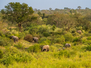 Elephants &ndash;Grazing in the Grass