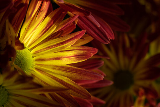 Yellow Mums 