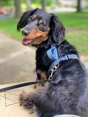 Vertical closeup of a cute black long-haired Dachshund looking at the camera.