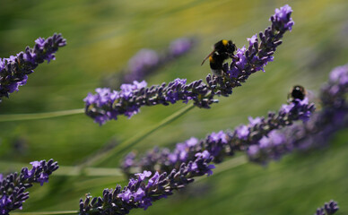 Insects fertilizing the plants on the flower meadow in summer