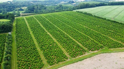 Bird's eye view of the green Christmas trees field in Denmark.