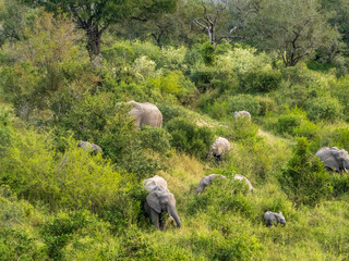 Obraz na płótnie Canvas Herd of Elephants Grazing