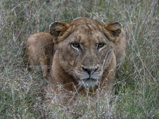 Lioness in the Grass