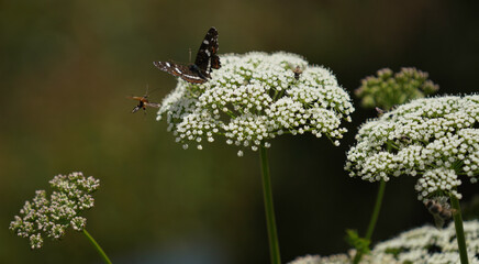 Insects fertilizing the plants on the flower meadow in summer