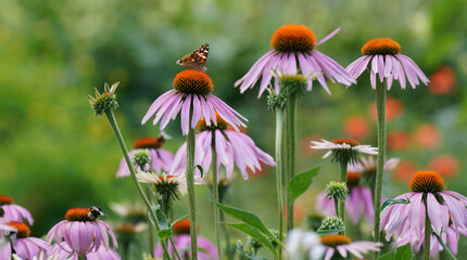 Insects fertilizing the plants on the flower meadow in summer