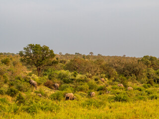 Elephants on the Move