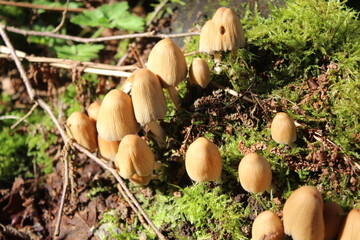 cascade, rivière et bois