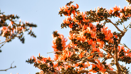 Palash flower or Flame of the Forest  (Butea Monosperma) tree fully covered with flower