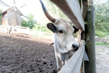 Horned buffalo in paddock. Farm animals. Animals for agriculture in Ukraine