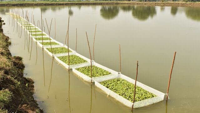 Common carp (Cyprinus carpio) breeding setup in hapas  fill with Eichhornia or water hyacinth in the pond.