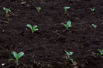 Little Buds On The Grow