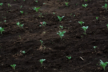 Little Buds On The Grow