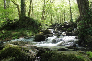 cascade, rivière et bois