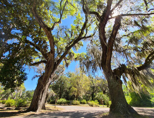 Fototapeta na wymiar Savannah Oak Trees