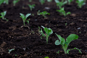 Little Buds On The Grow