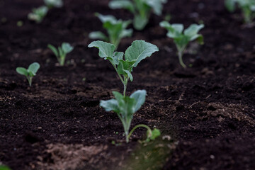 Little Buds On The Grow